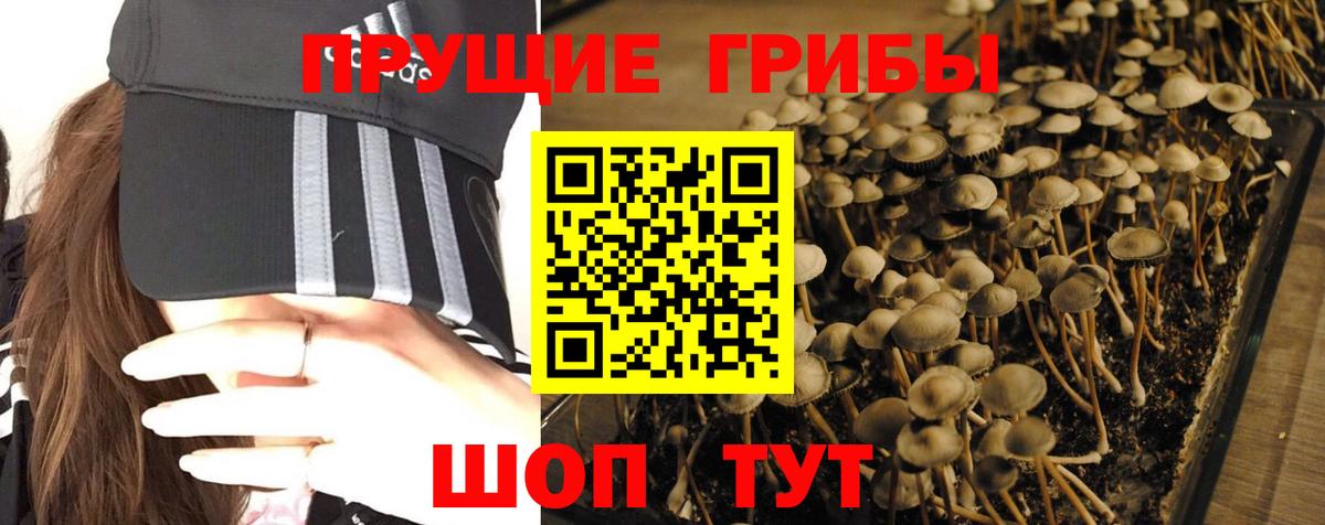 Шебекино  Галлюциногенные грибы Psilocybe  цены наркотик  Вход с VPN 